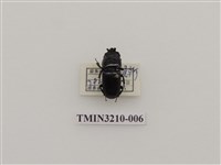 藏品(蘭嶼角葫蘆鍬形蟲)的圖片